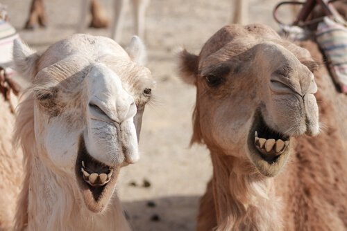 Due cammelli che sorridono